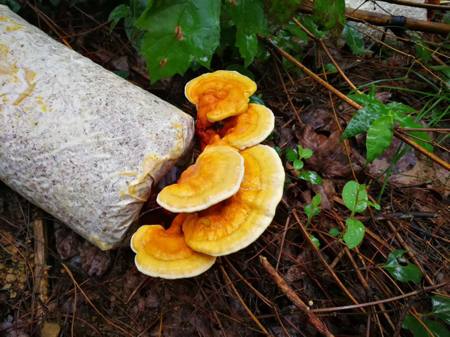 灵芝三萜